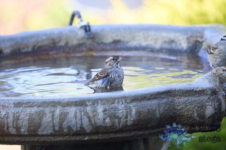 Song Sparrow
