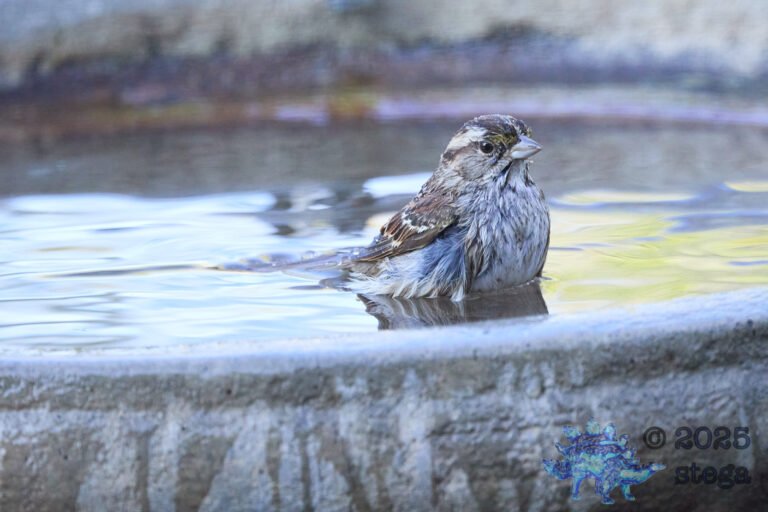 Song Sparrow