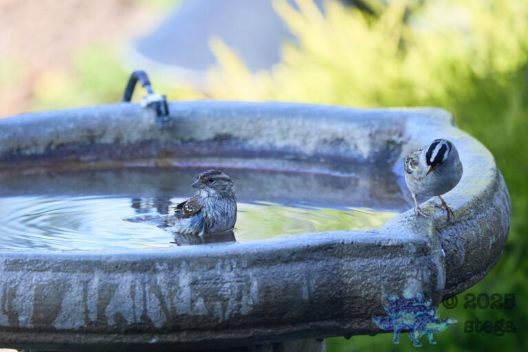 Song Sparrow, White-Crowned Sparrow