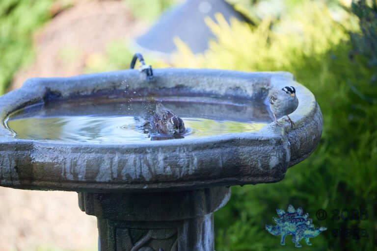 Song Sparrow, White-Crowned Sparrow