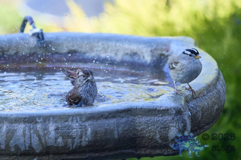Song Sparrow, White-Crowned Sparrow