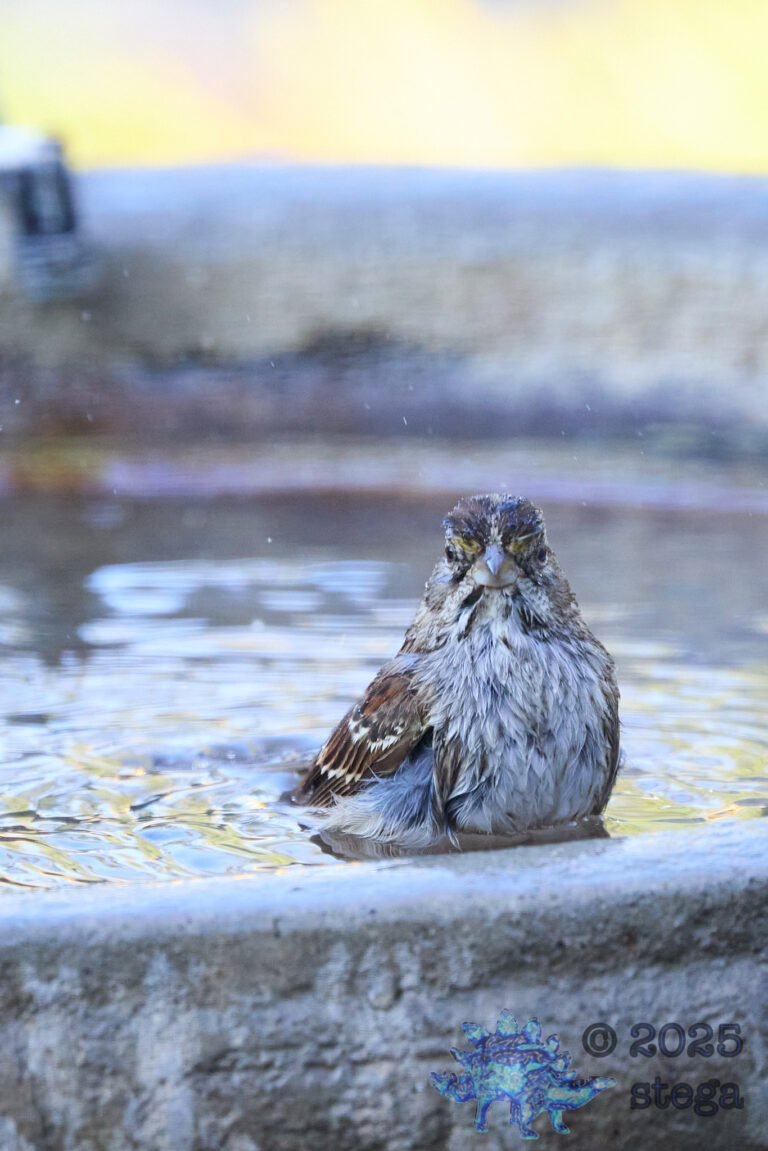 Song Sparrow