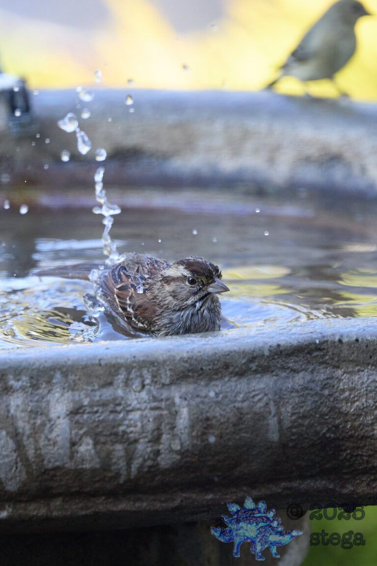 Song Sparrow