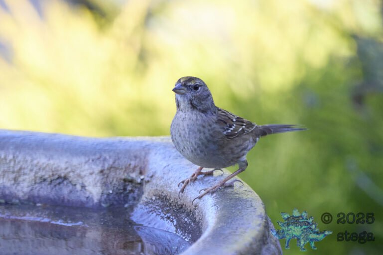 Anna’s Hummingbird, Gold-Crowned Sparrow