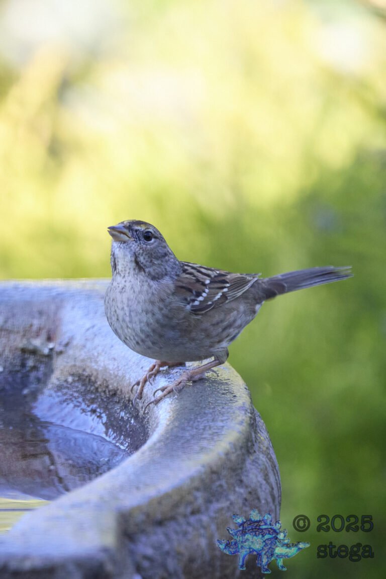 Anna’s Hummingbird, Gold-Crowned Sparrow