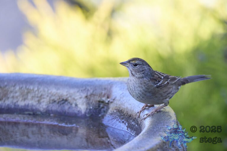 Anna’s Hummingbird, Gold-Crowned Sparrow
