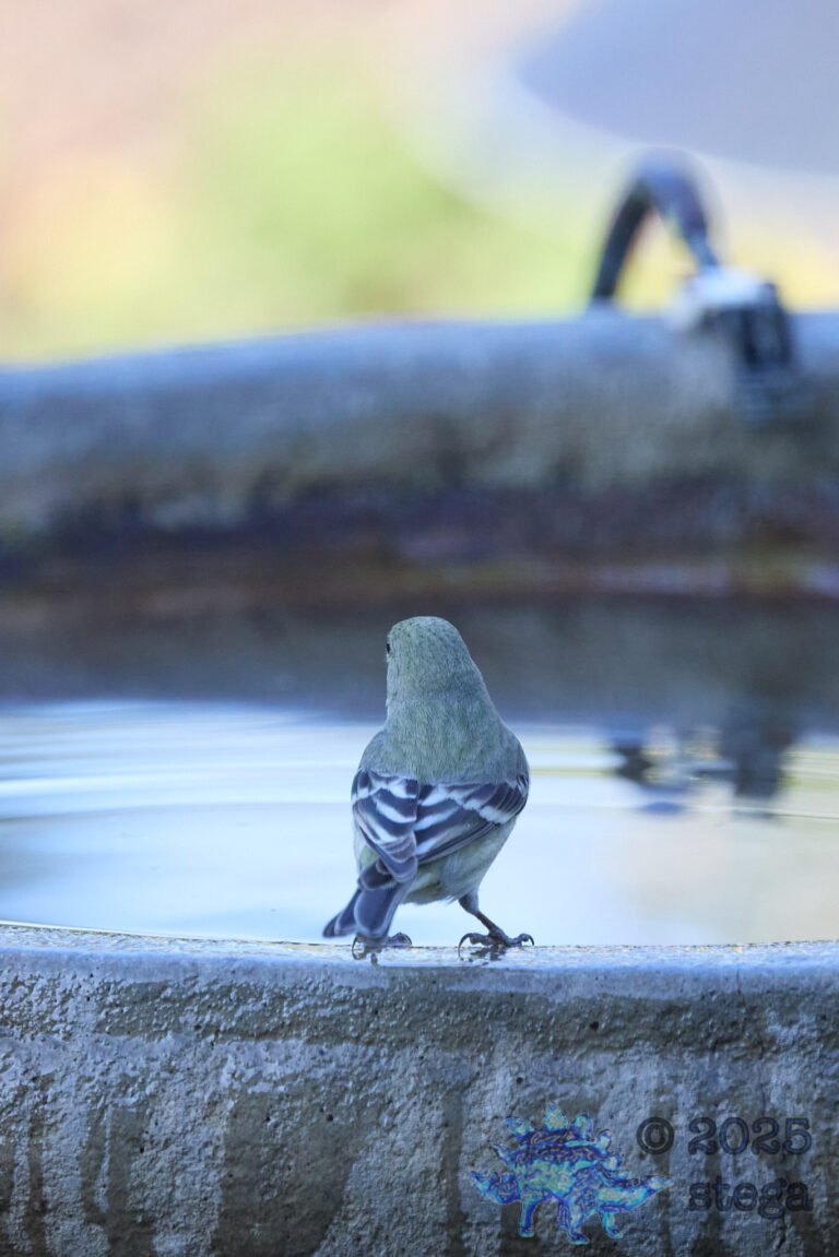 Lesser Goldfinch