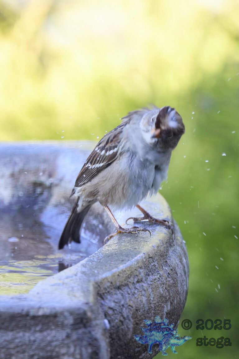 White-Crowned Sparrow