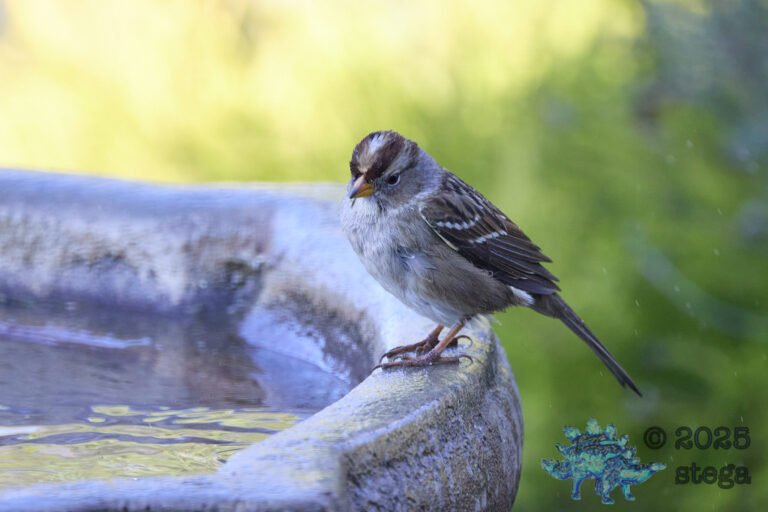 White-Crowned Sparrow