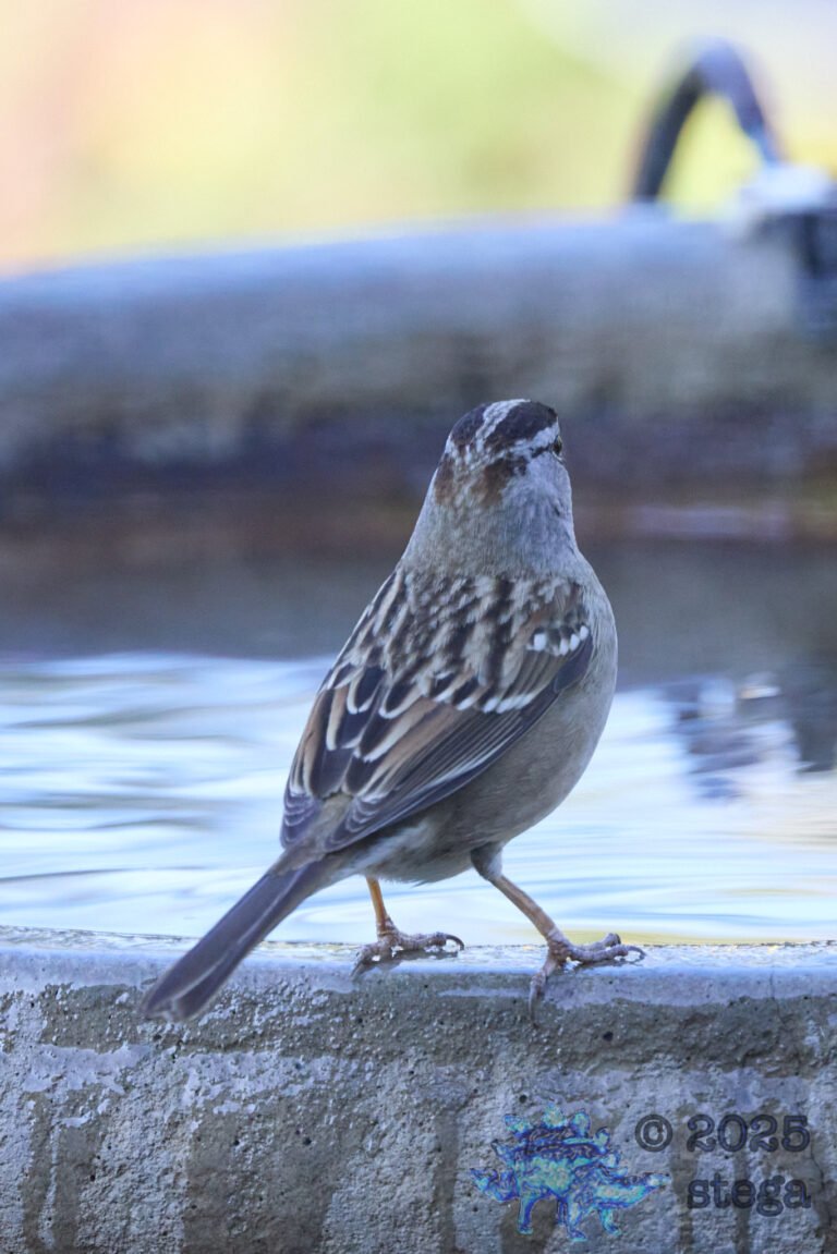 White-Crowned Sparrow