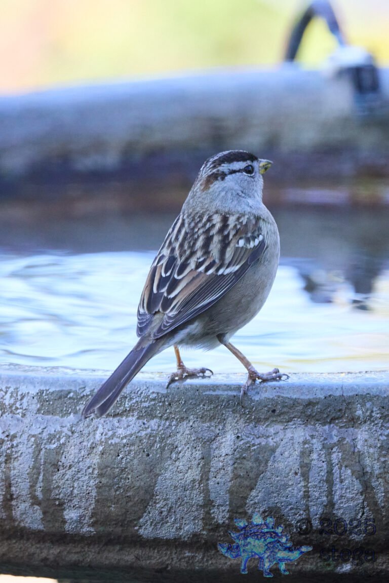 White-Crowned Sparrow