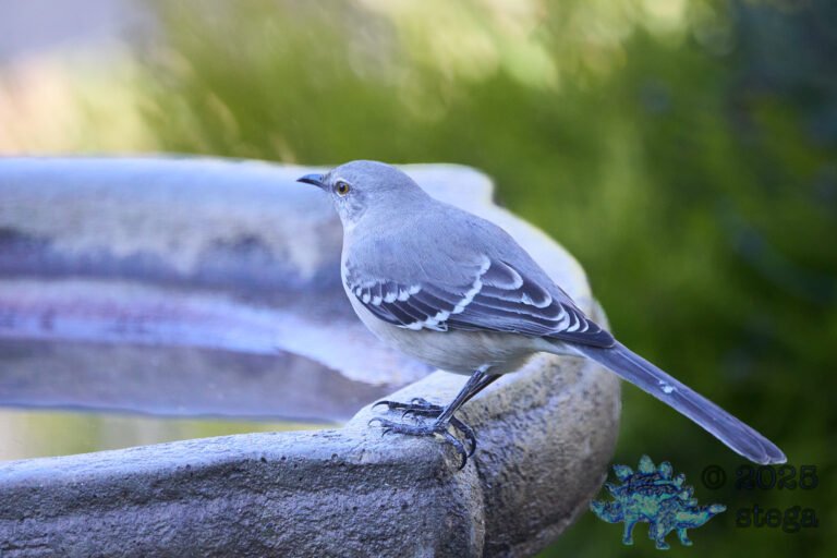 Northern Mockingbird