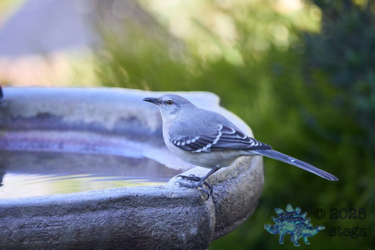 Northern Mockingbird