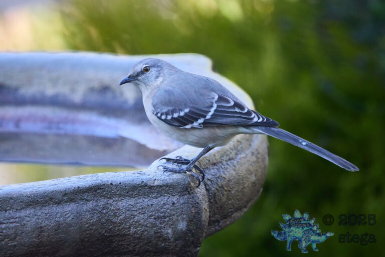 Northern Mockingbird