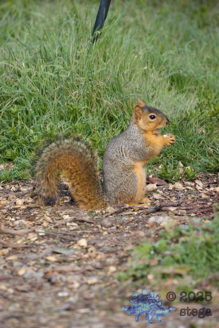Fox Squirrel