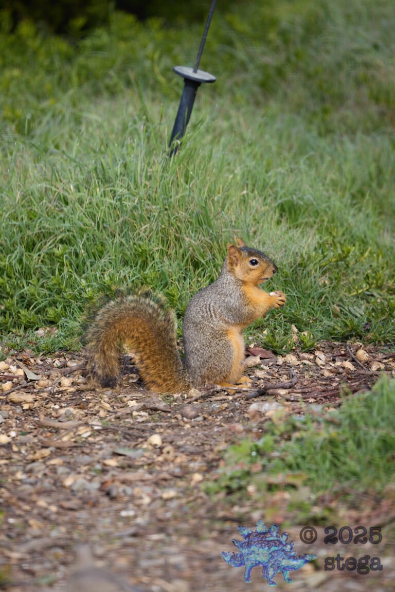 Fox Squirrel