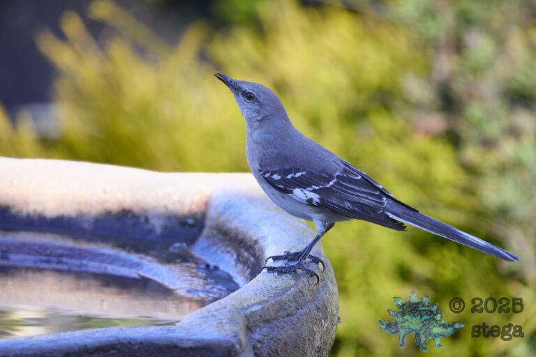 Northern Mockingbird
