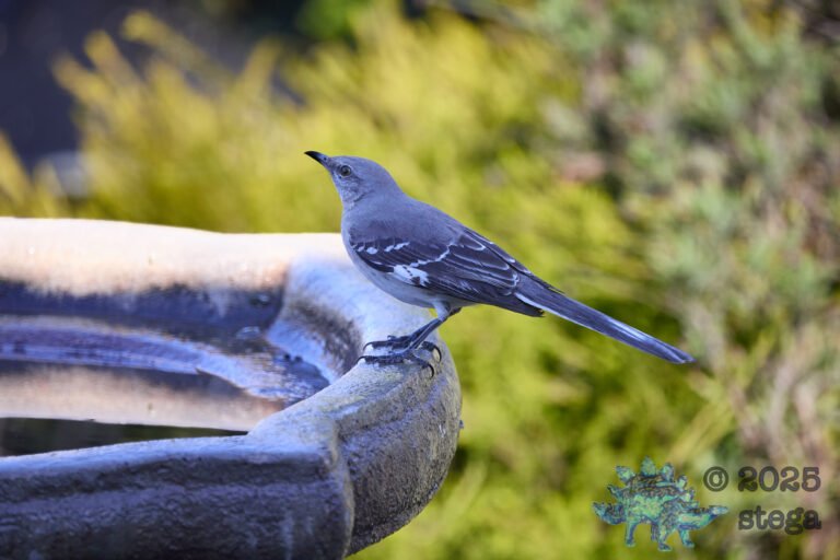 Northern Mockingbird