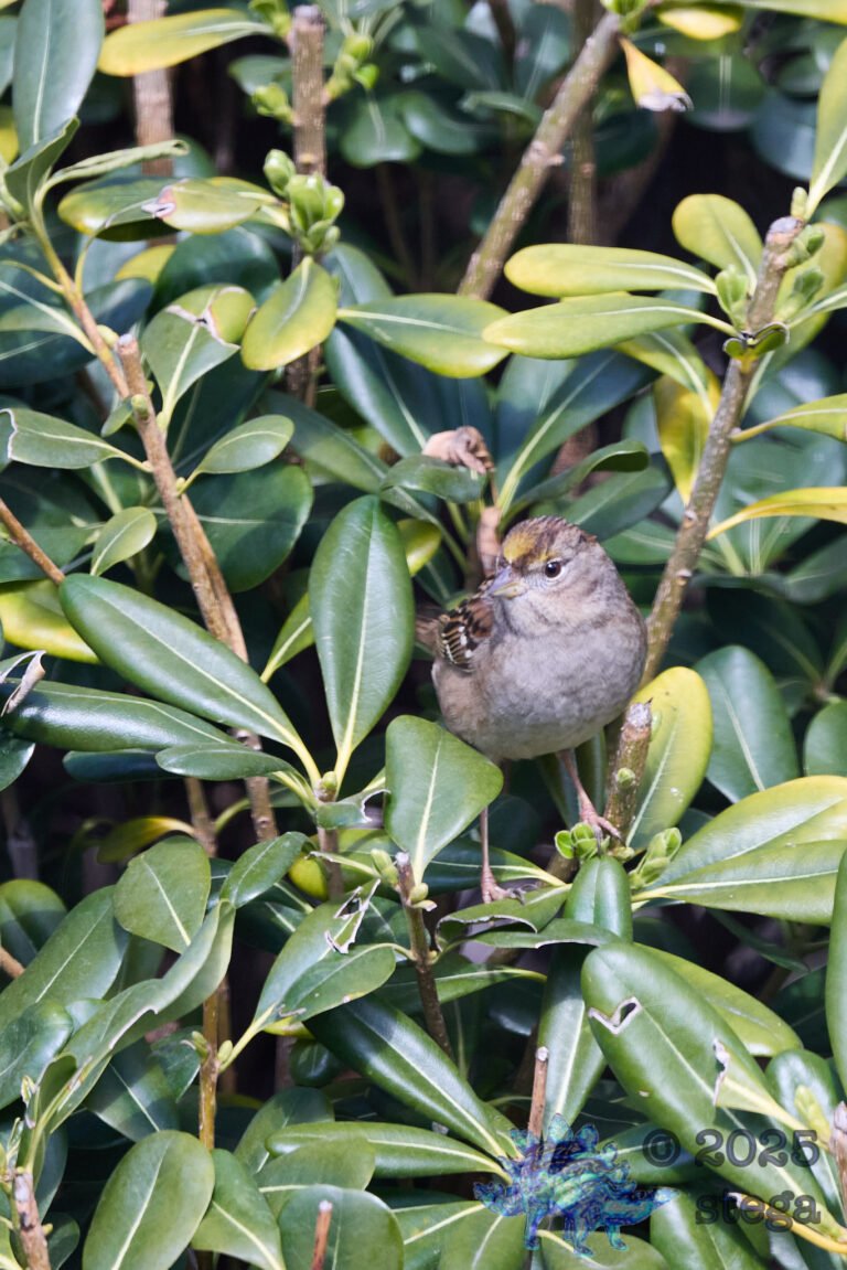 Anna’s Hummingbird, Gold-Crowned Sparrow