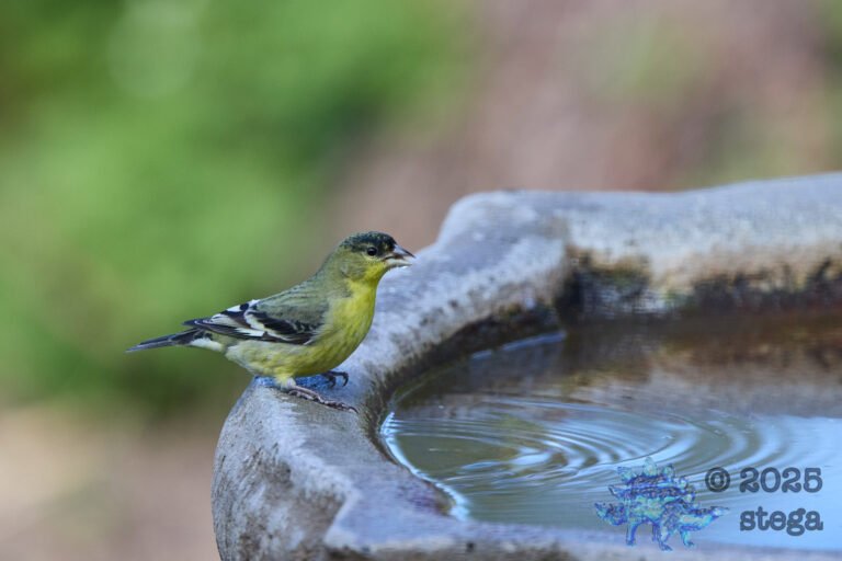 Lesser Goldfinch