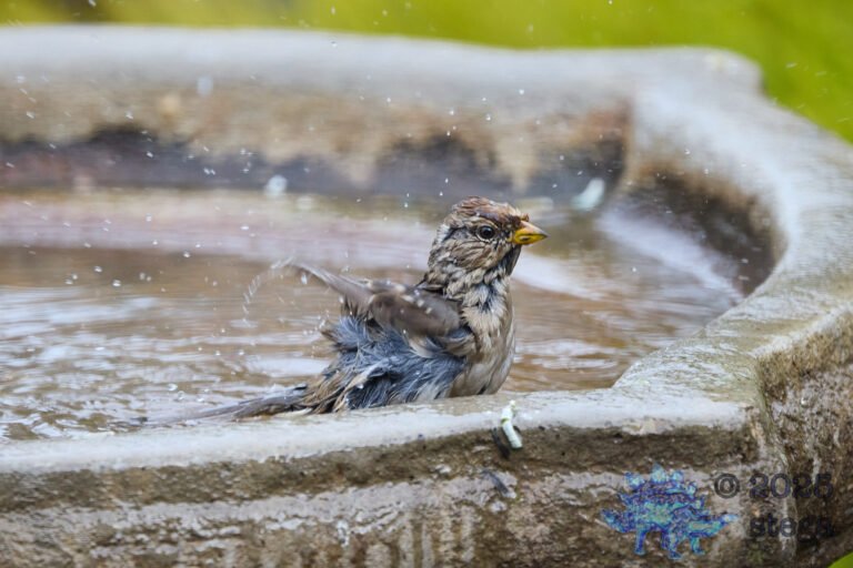 White-Crowned Sparrow
