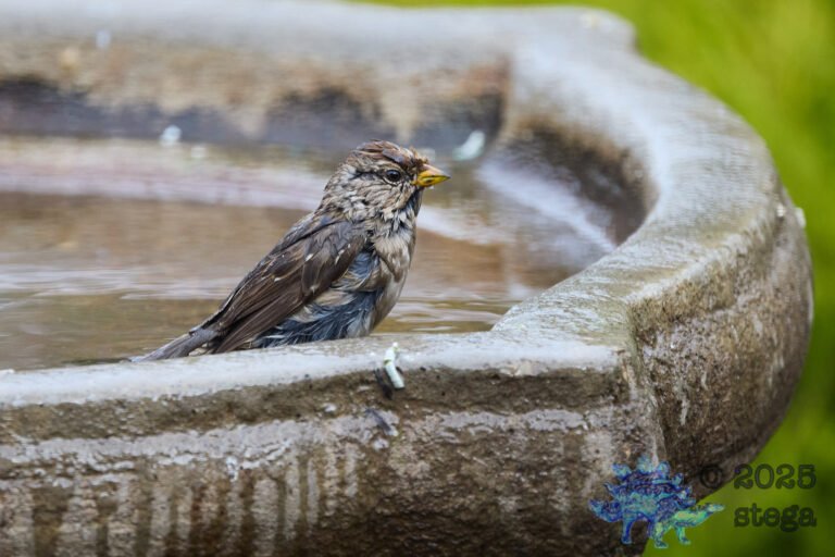 White-Crowned Sparrow