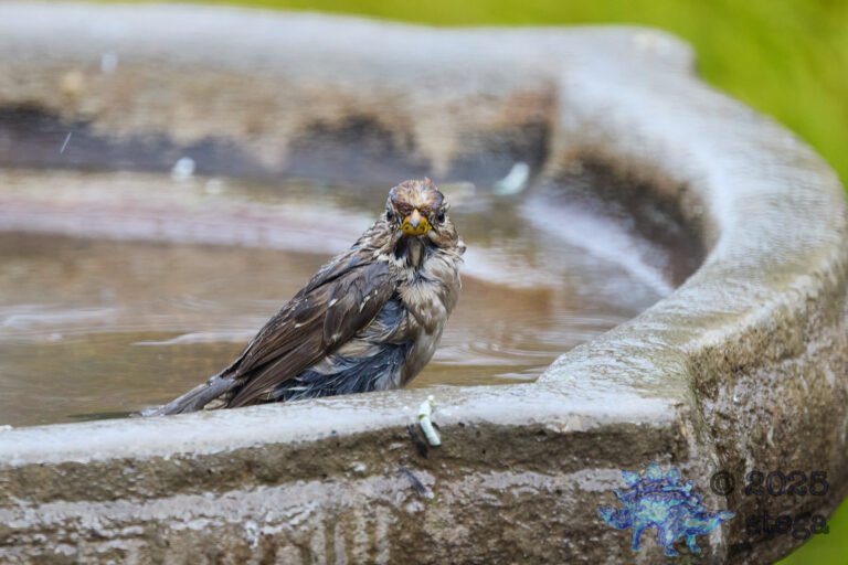 White-Crowned Sparrow