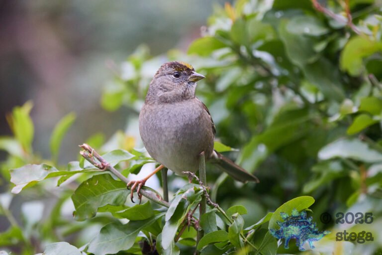Anna’s Hummingbird, Gold-Crowned Sparrow