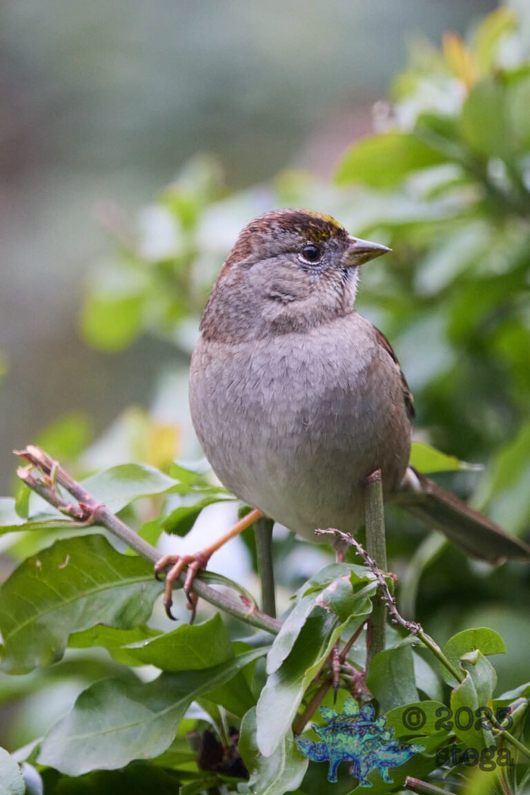Anna’s Hummingbird, Gold-Crowned Sparrow
