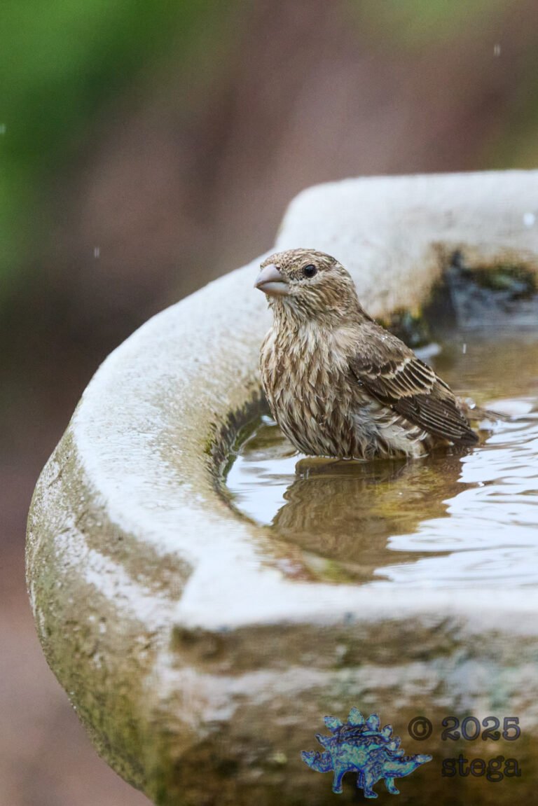 House Finch