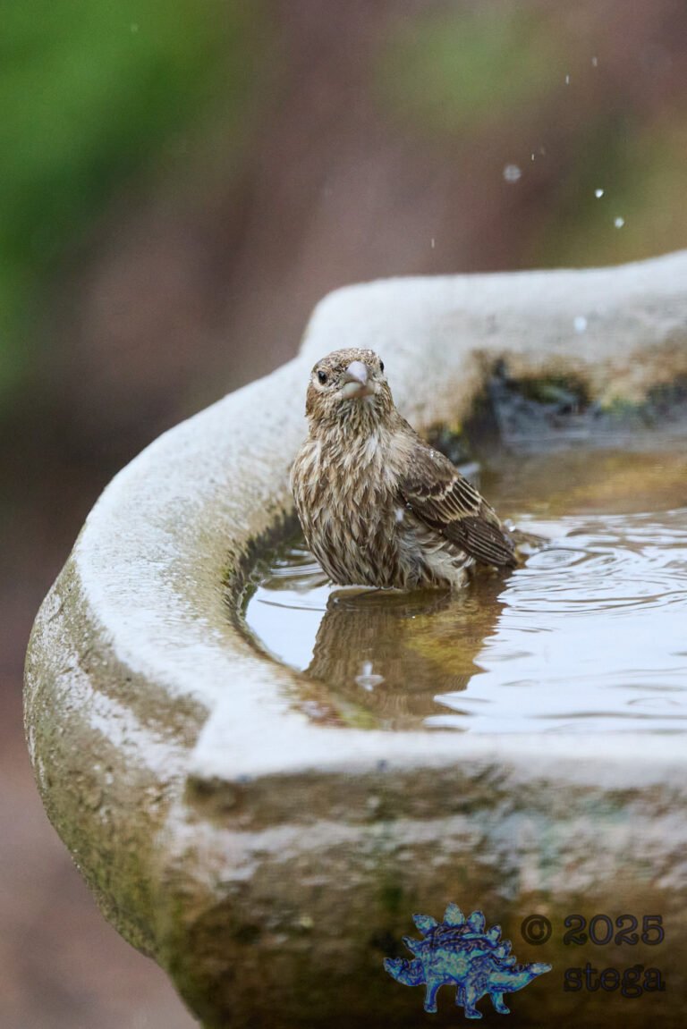House Finch