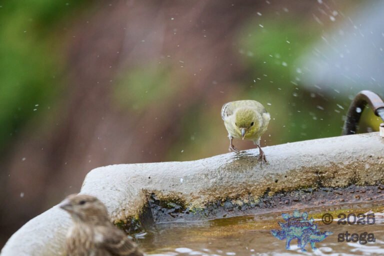 Lesser Goldfinch