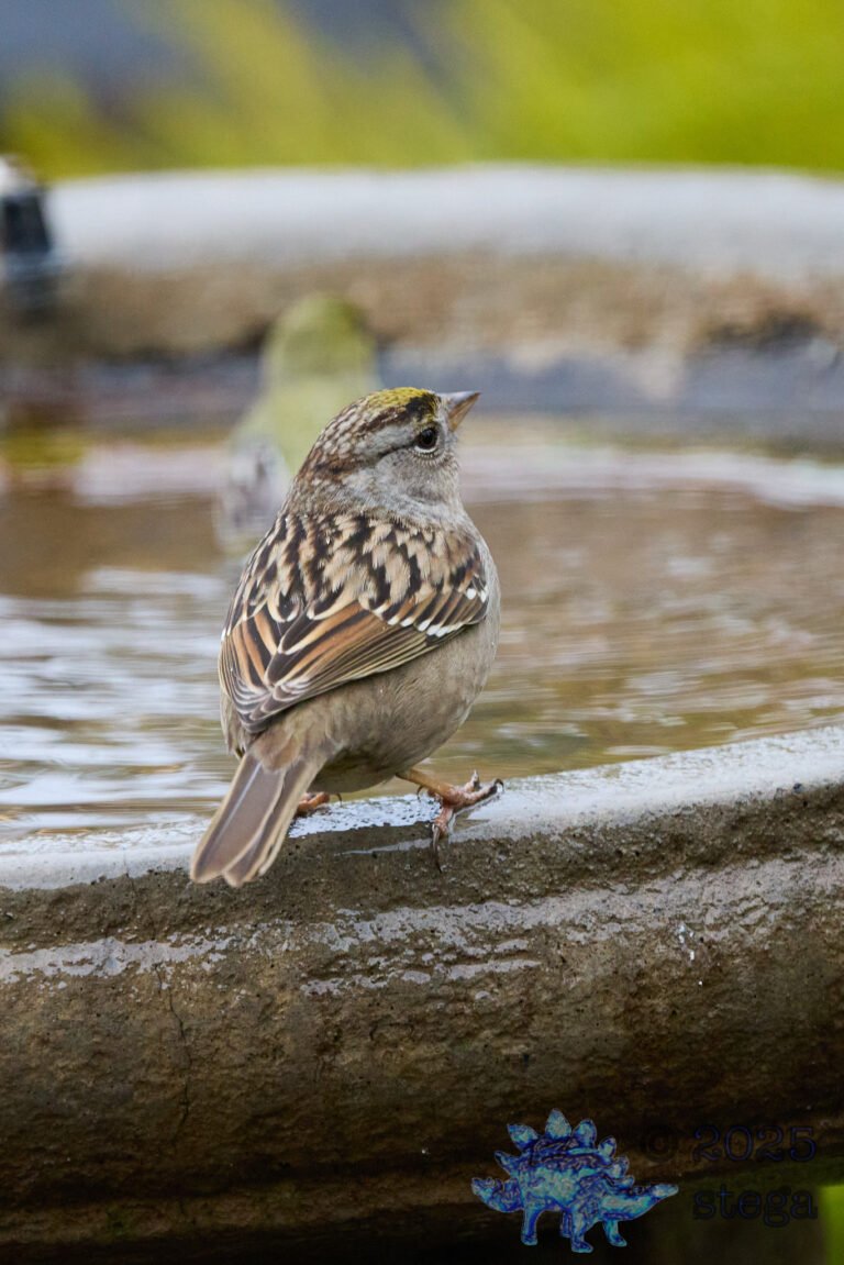 Gold-Crowned Sparrow