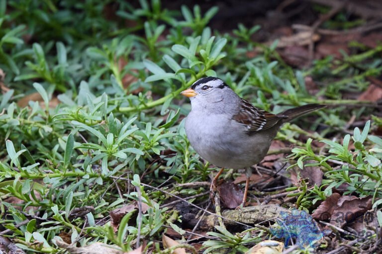 White-Crowned Sparrow