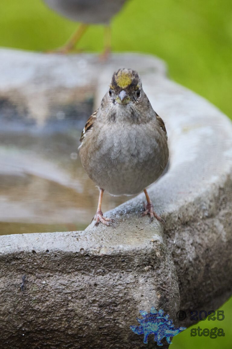 Gold-Crowned Sparrow