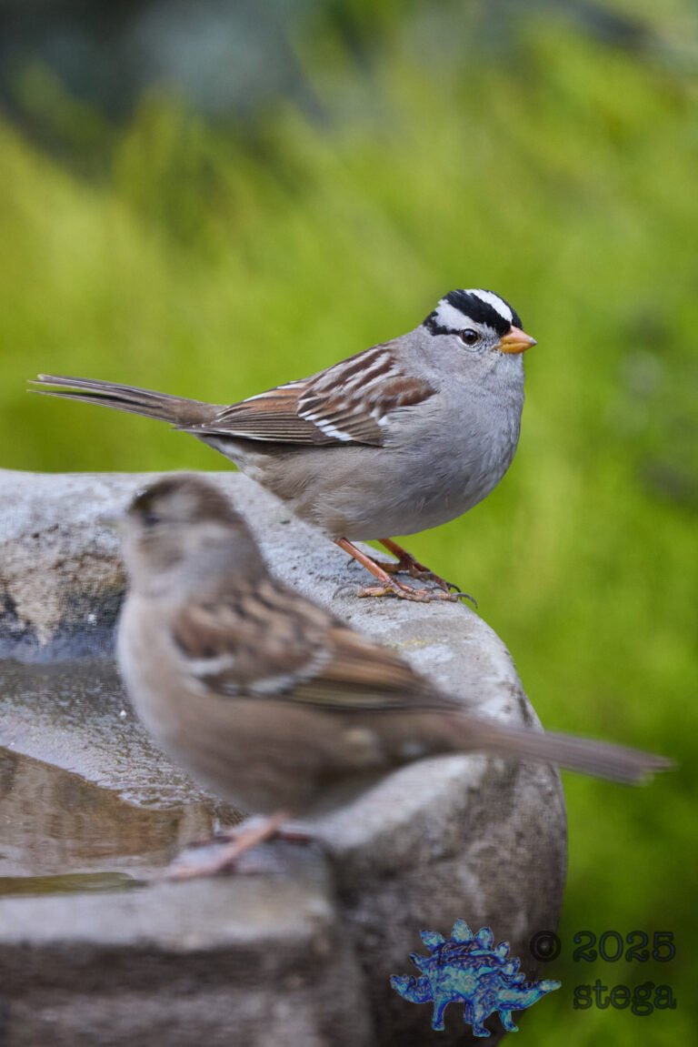 White-Crowned Sparrow