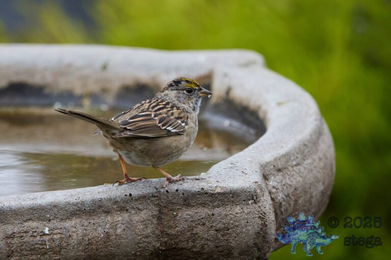Gold-Crowned Sparrow