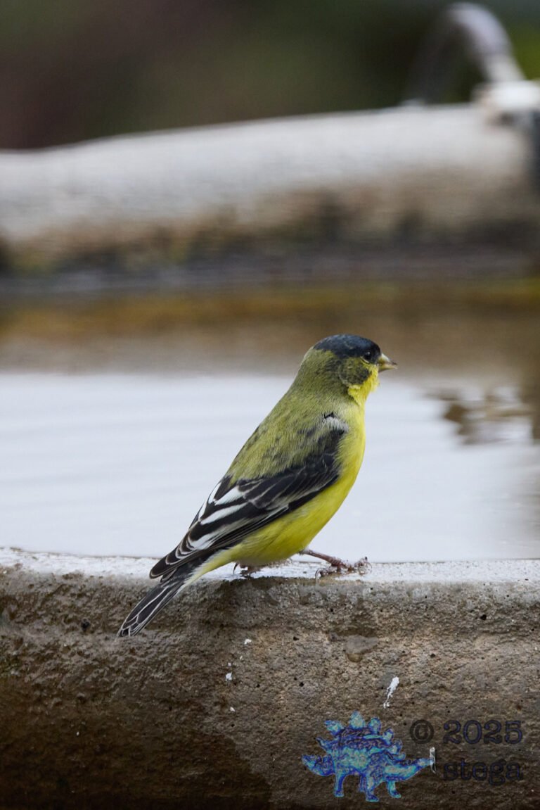 Lesser Goldfinch