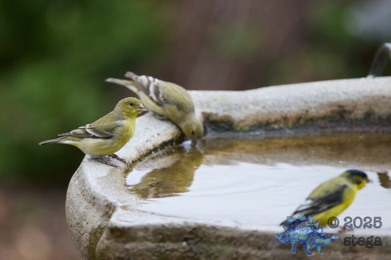 Lesser Goldfinch