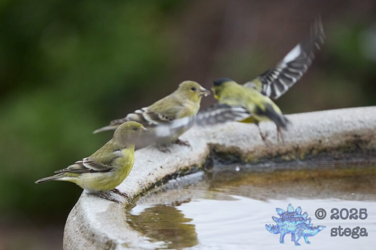 Lesser Goldfinch
