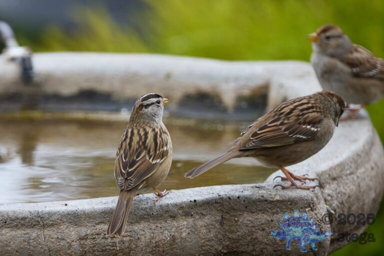 White-Crowned Sparrow