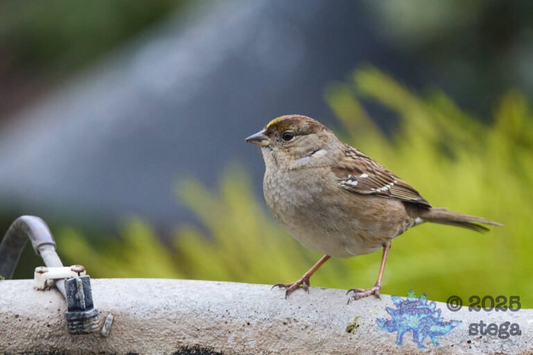 Gold-Crowned Sparrow