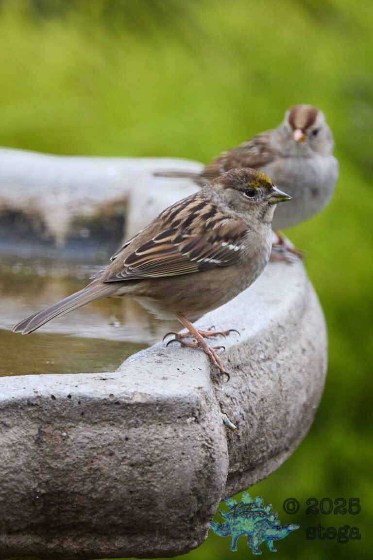Gold-Crowned Sparrow
