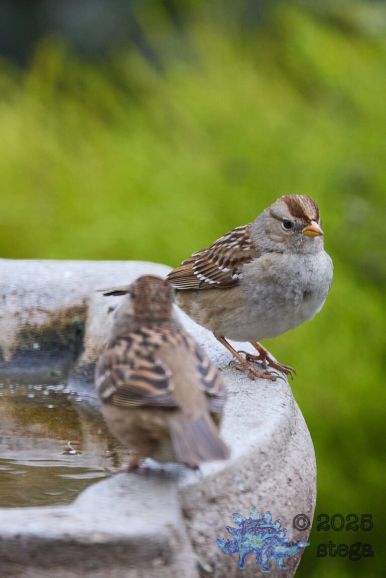 White-Crowned Sparrow