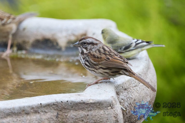 Song Sparrow