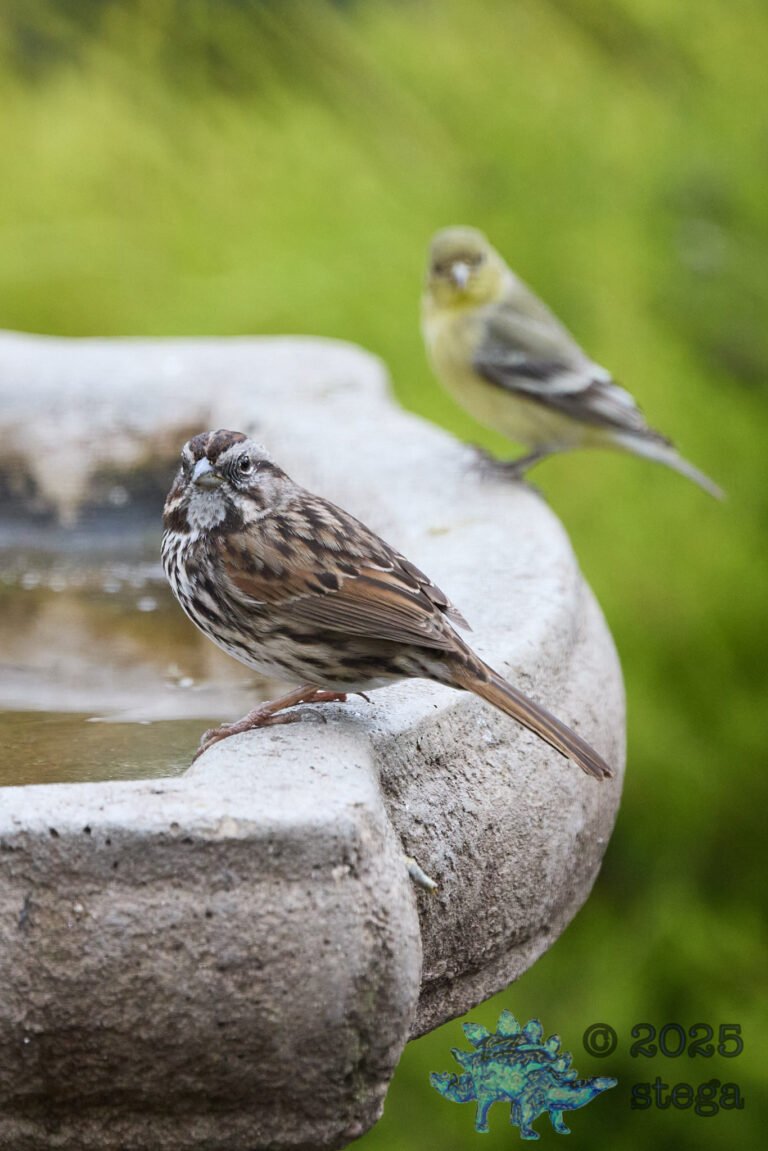 Song Sparrow