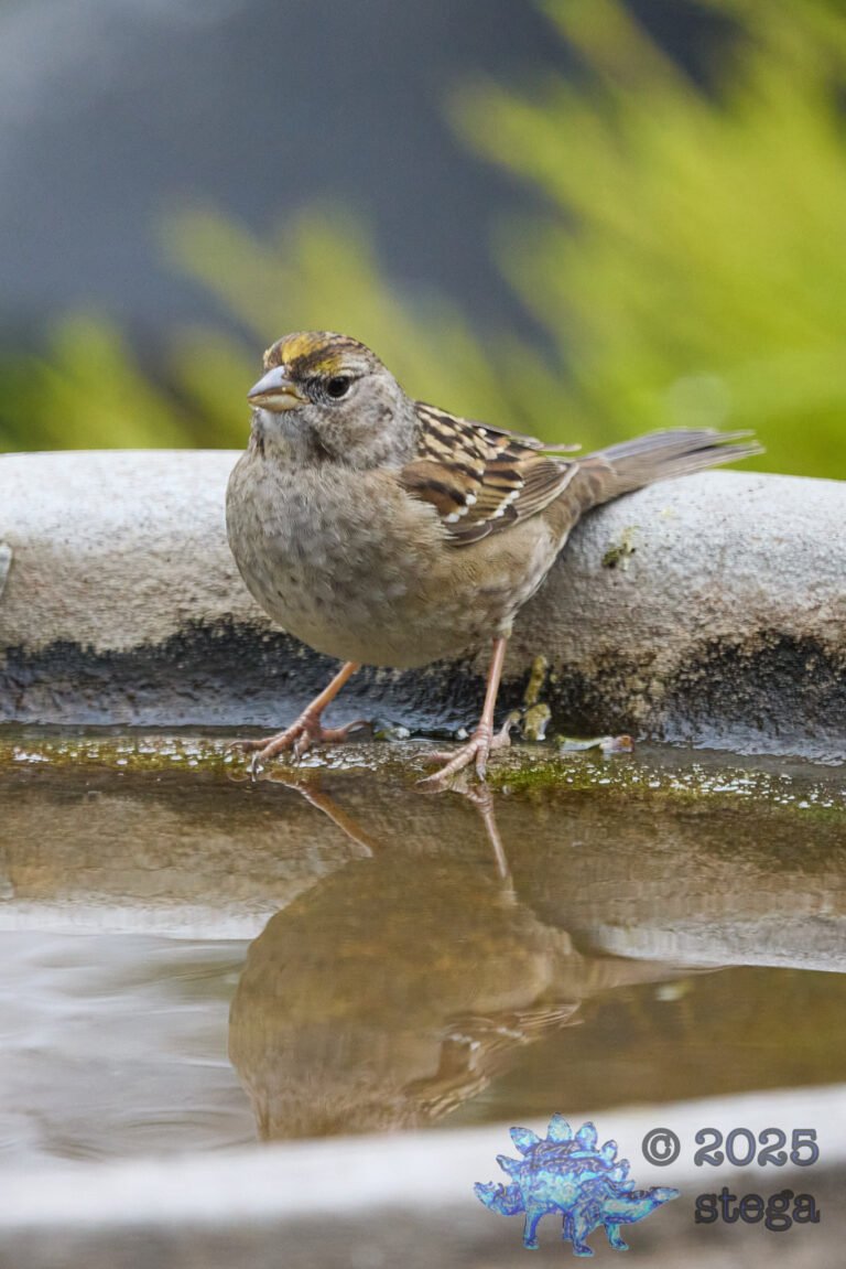 Gold-Crowned Sparrow