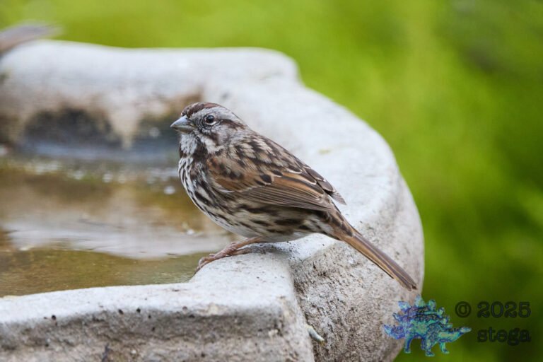Song Sparrow