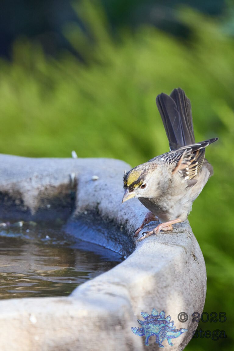 Gold-Crowned Sparrow