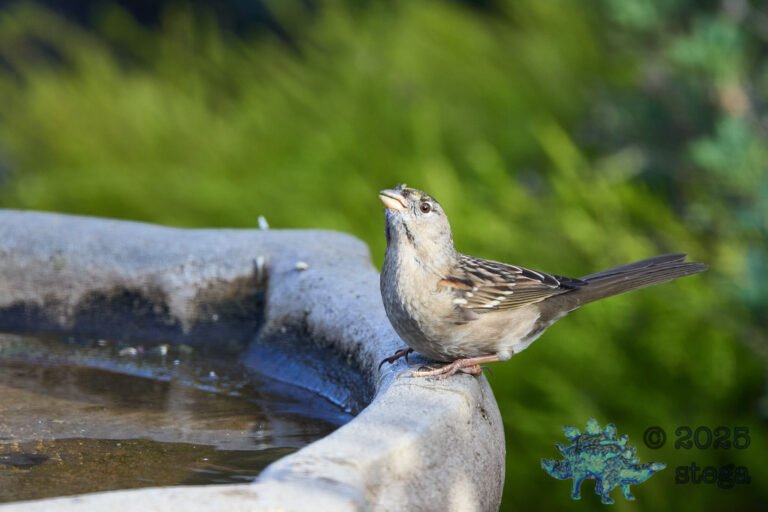 Gold-Crowned Sparrow